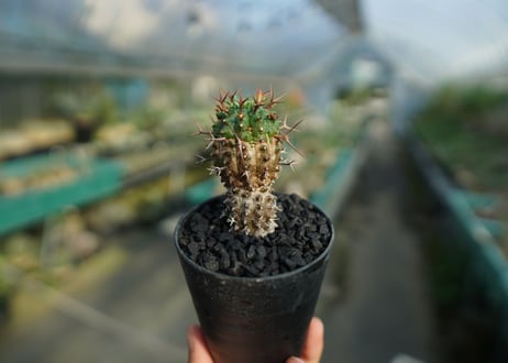 ユーフォルビア　群星冠　Euphorbia stellispina  No.2