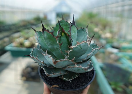 アガベ　チタノタ　 ブラックアンドブルー 　Agave titanota black and blue　No.8