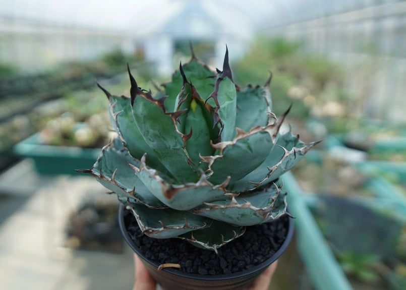 アガベ　チタノタ　ブラックアンドブルー　変異株 no.10 black& titanota Agave ブラックアンドブルー チタノタ アガベ アガベ