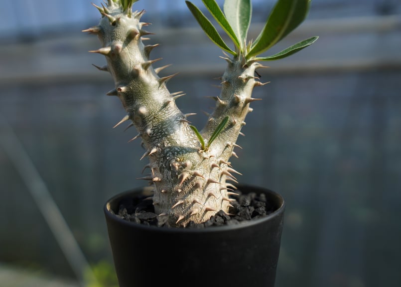 パキポディウム 伊藤ハイブリッド Pachypodium 'Itoh Hybrid' No.