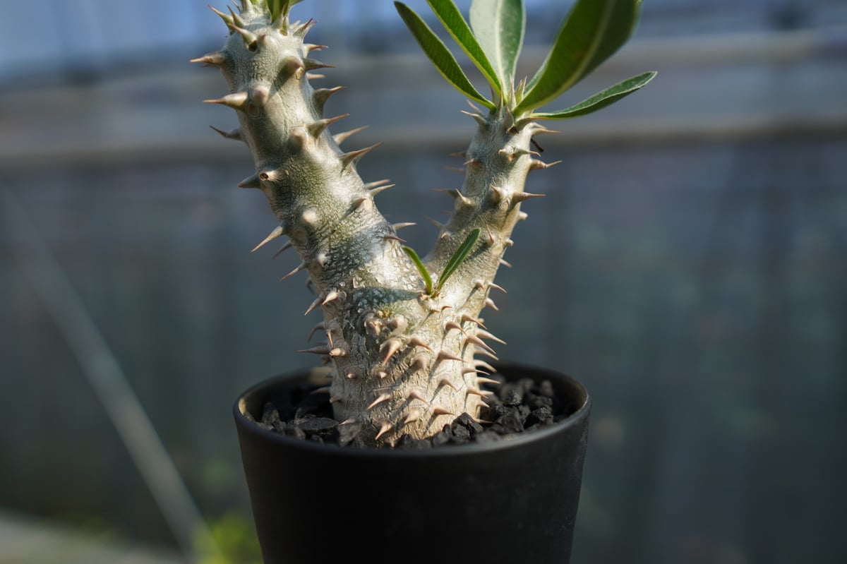 パキポディウム 伊藤ハイブリッド Pachypodium 'Itoh Hybrid' No.