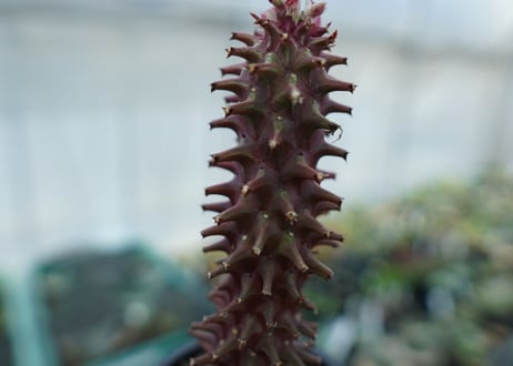 ユーフォルビア　モナデニウム　シューベイ　Euphorbia monadenium schubei