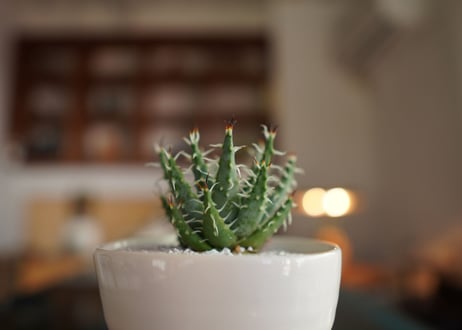 アロエ　エリナケア　Aloe erinacea