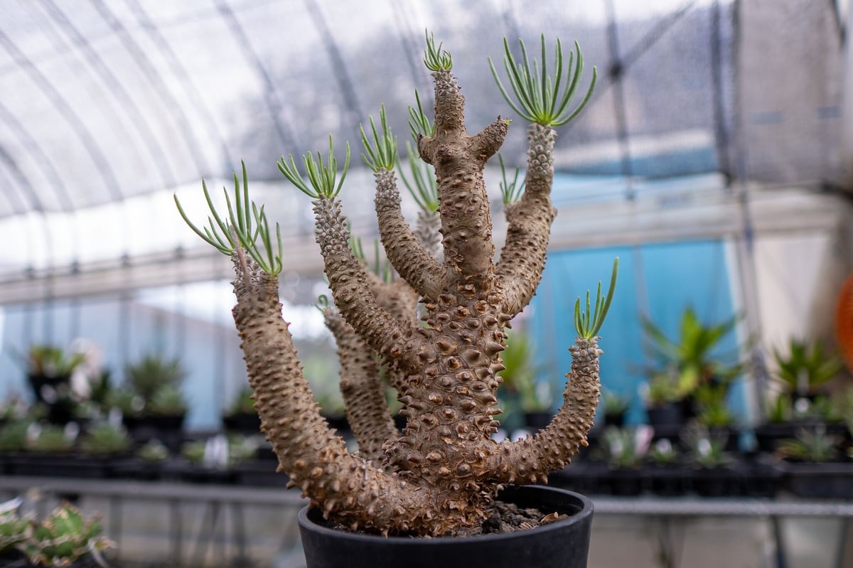 チレコドン ワリチー | mana's farm:塊根植物・アガベ・ドライガーデン