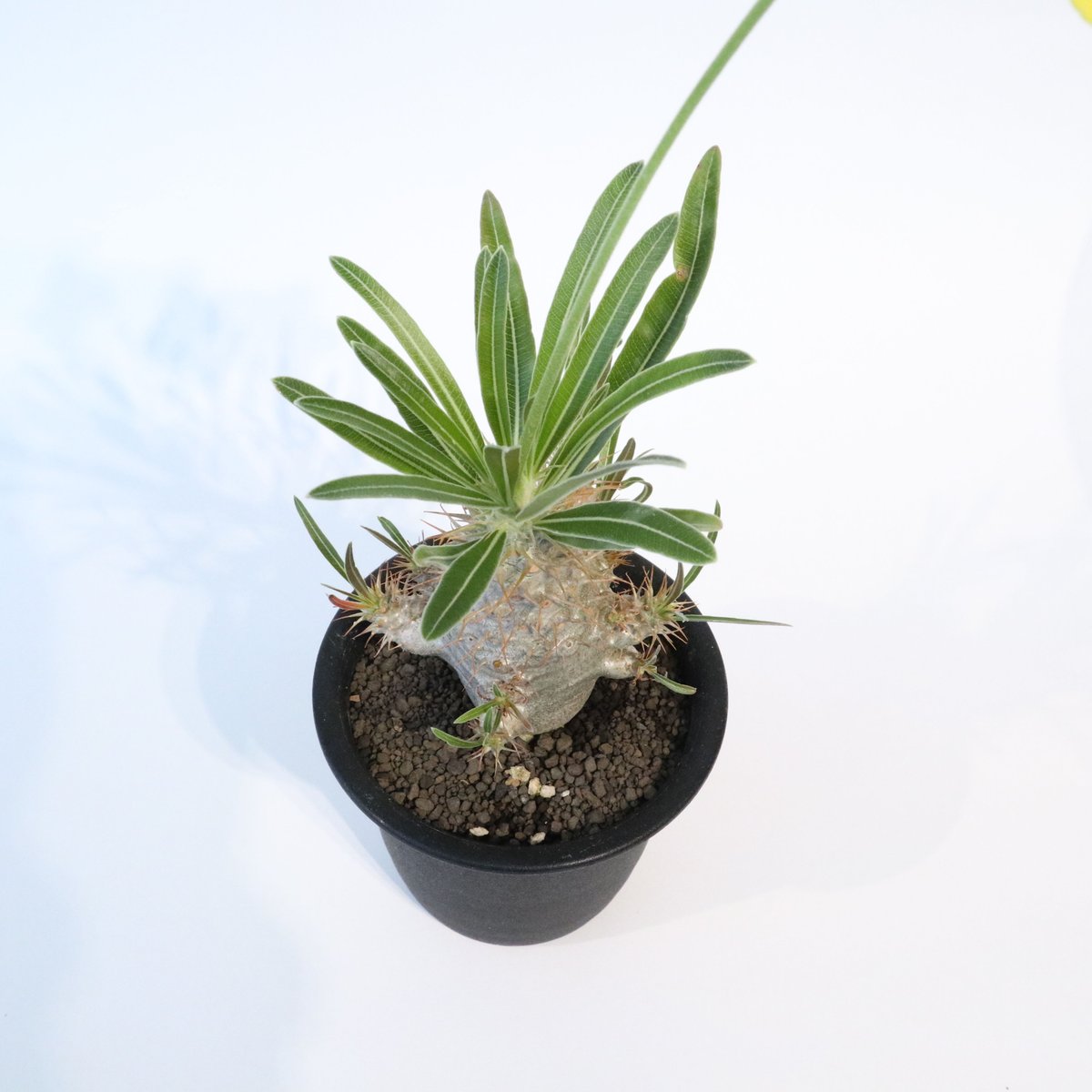 パキポディウム グラキリス 実生 №4 | mana's farm:塊根植物