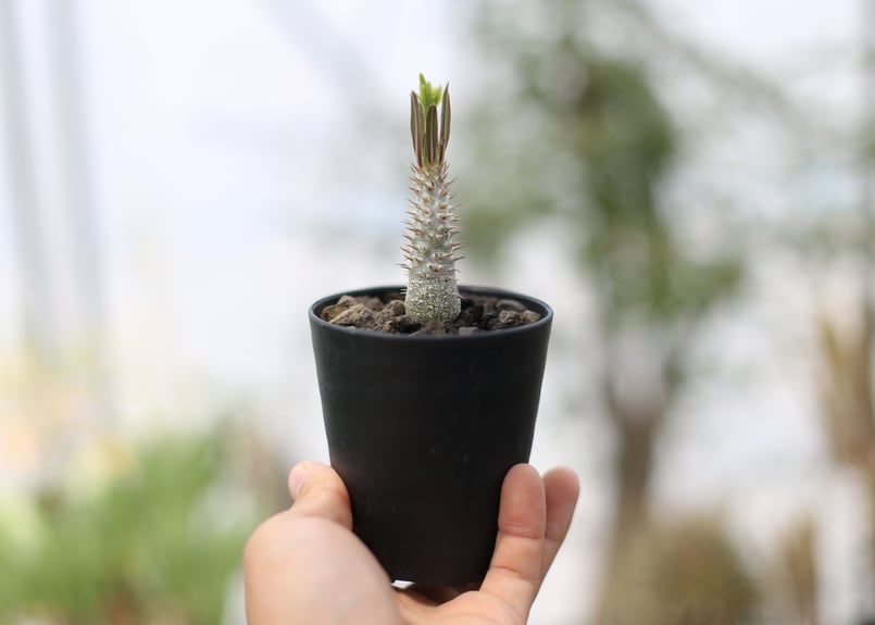 パキポディウム イノピナツム 実生 花芽（5/3） | mana's farm:塊根