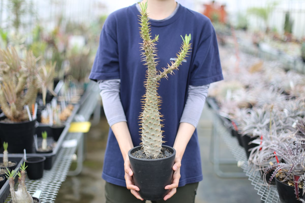 最終価格　国内実生株　強棘　アンボンゲンセ Pachypodium ambongense パキポディウム・アンボンゲンセ 実生