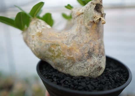 パキポディウム　エブレネウム　Pachypodium eburneum　No.1