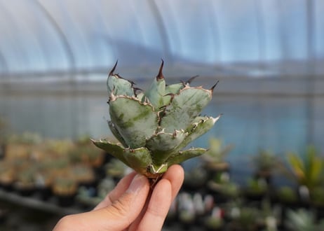 agave titanota ブラック＆ブルー　No.7