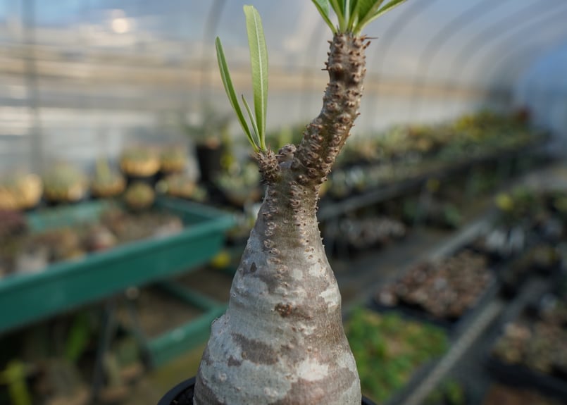 パキポディウム グラキリス Pachypodium Gracilius No.9 | ma