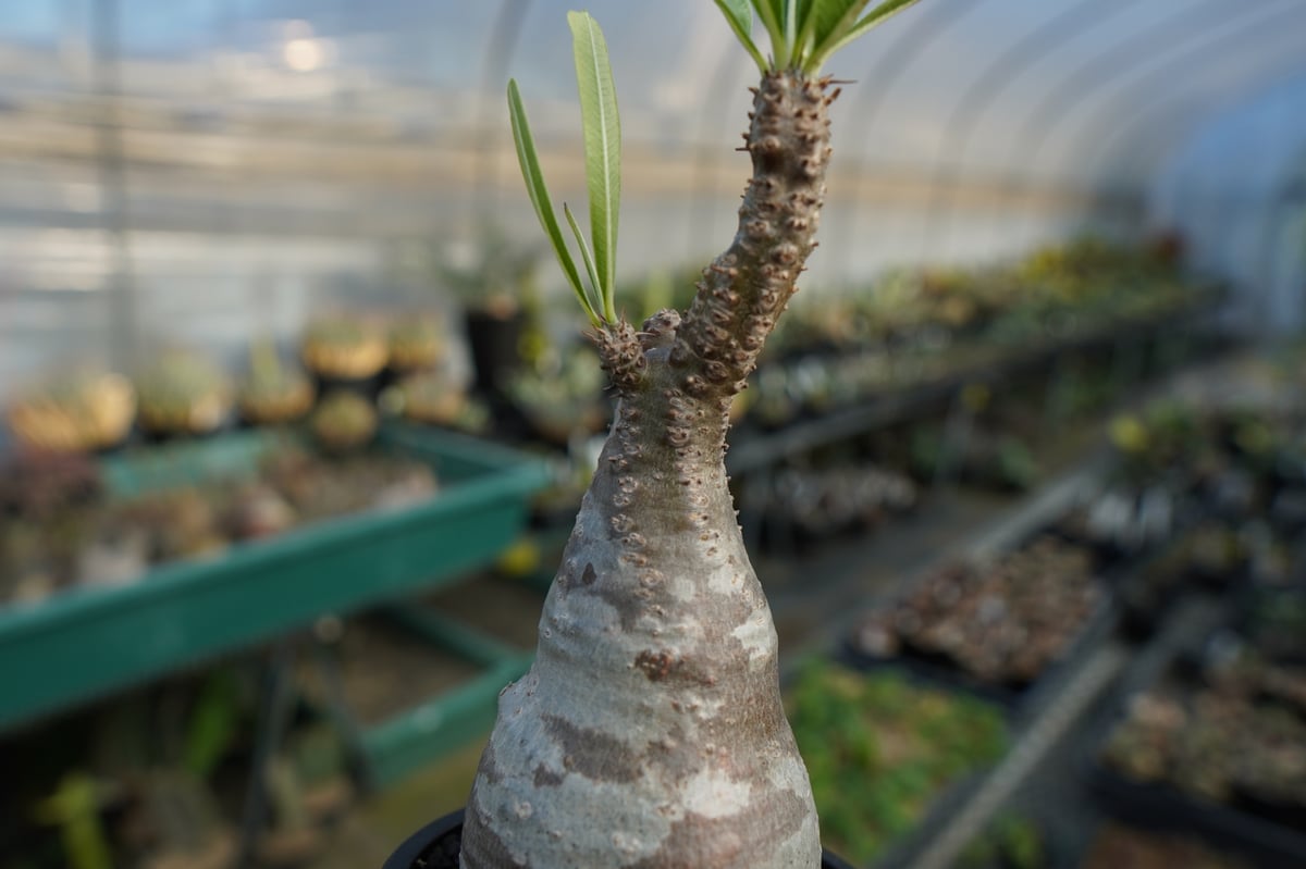パキポディウム グラキリス Pachypodium Gracilius No.9 | ma