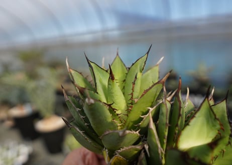 agave titanota 剣竜　No.4