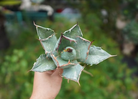 Agave titanota 白鯨 A NO.6