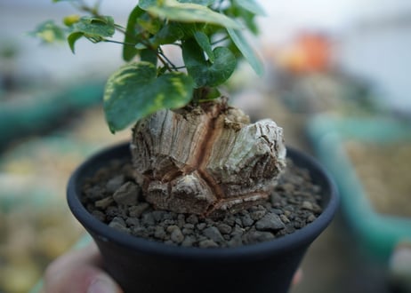 亀甲竜　Dioscorea elephantipes　C2