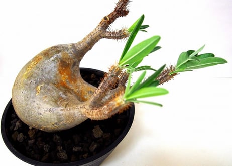 Pachypodium Gracilius パキポディウム  グラキリス  №4 new