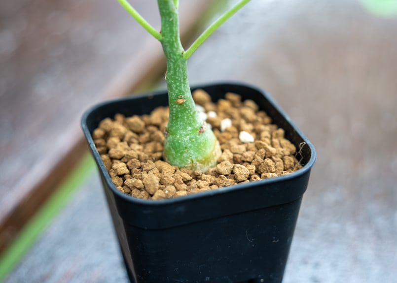 アデニア グラウカ | mana's farm:塊根植物・アガベ・ドライガーデン