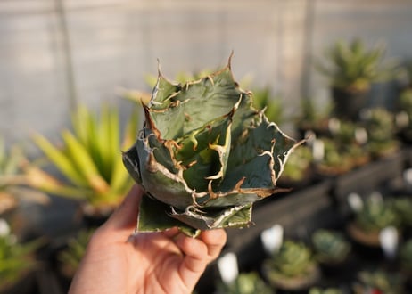 agave titanota 白鯨　 NO.2