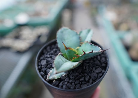 アガベ　チタノタ　 ブラックアンドブルー 　Agave titanota black and blue　No.12