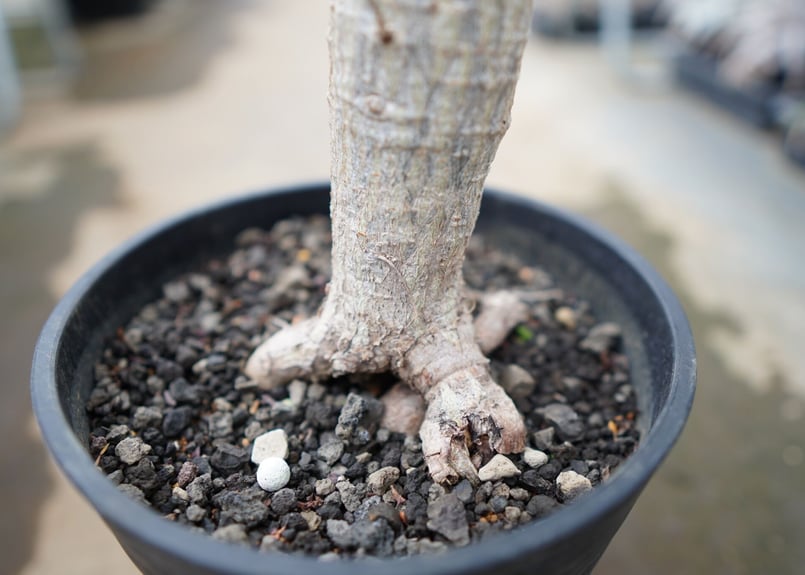 ご神木】オペルクリカリア デカリー | mana's farm:塊根植物・アガベ