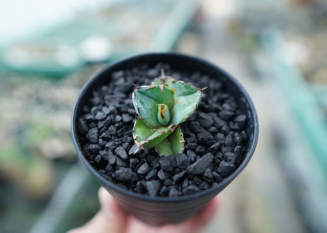 アガベ　チタノタ　 ブラックアンドブルー 　Agave titanota black and blue　No.2