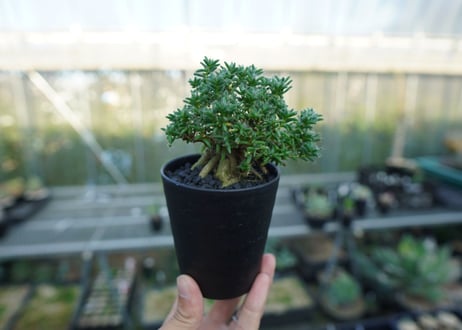 トリコディアデマ ステラツム　Trichodiadema stellatum  No.5