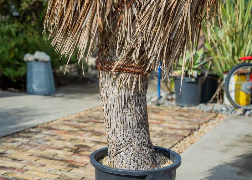 トリプルヘッドの超希少個体】ユッカ ロストラータ | mana's farm:塊根