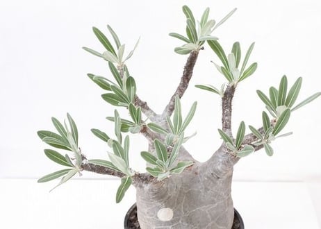 Pachypodium Gracilius パキポディウム  グラキリス  №３　標本株　特選