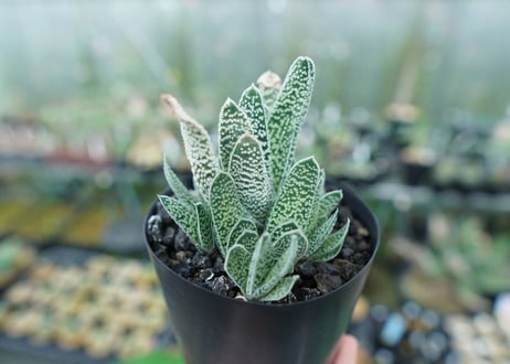 ガステリア　白星殿　Gasteria “Hakuseiden”