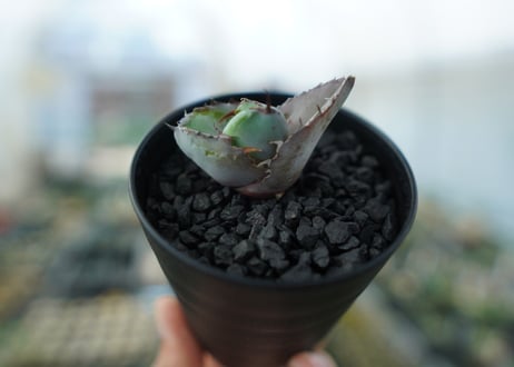 アガベ　チタノタ　 ブラックアンドブルー 　Agave titanota black and blue　No.3
