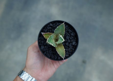 アガベ　チタノタ　鬼爪雪峰  Agave titanota “Onitsume Yukimine” 子株　No.2