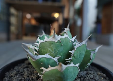 アガベ　チタノタ　FO76　agave titanota FO76