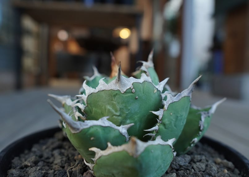 アガベ チタノタ FO76 agave titanota FO76 | mana's farm