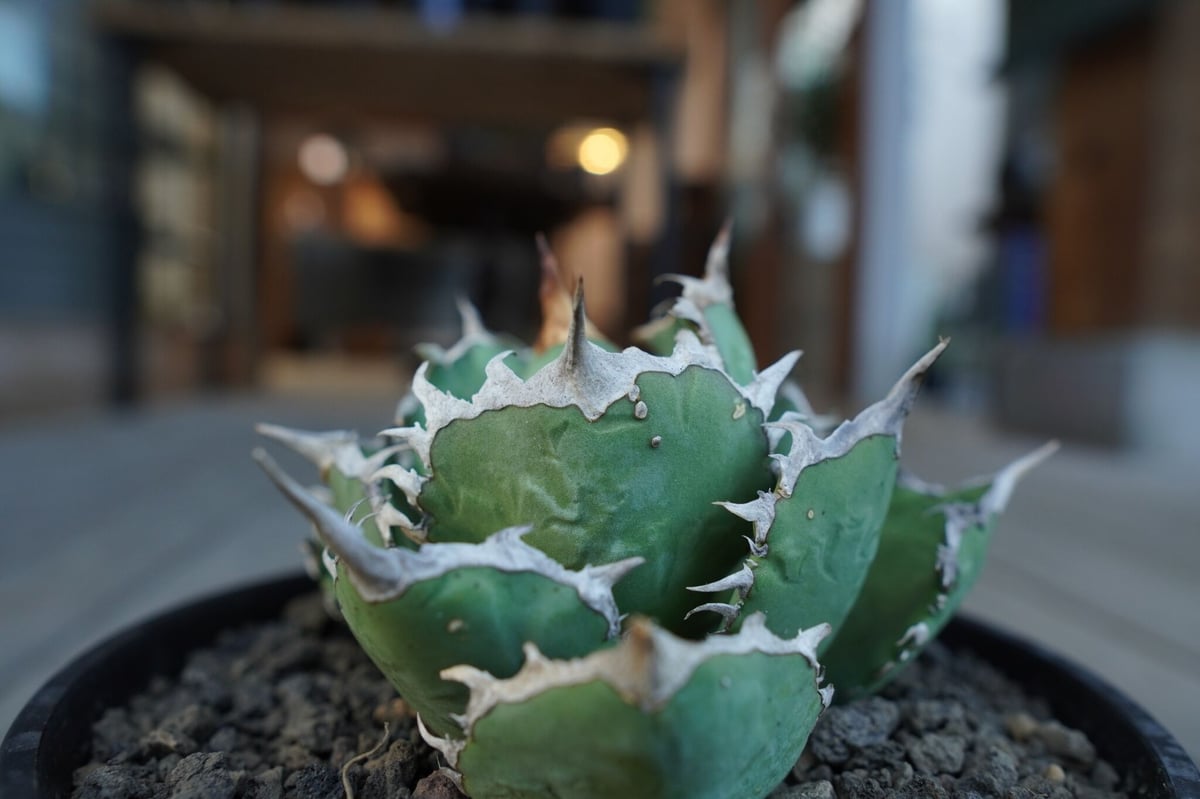 アガベ チタノタ FO76 agave titanota FO76 | mana's farm