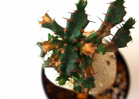 ユーフォルビア ステラータ 飛竜  Euphorbia stellata　№5