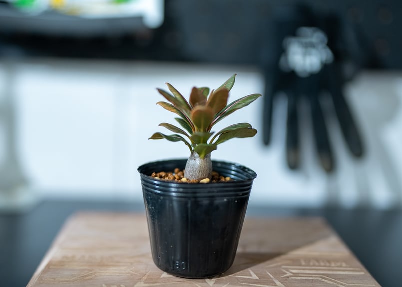 ［01］アデニュウムソコトラナム原種実生(ホンソコ) アデニウム・ソコトラナム 実生 こちらタイの実生になります