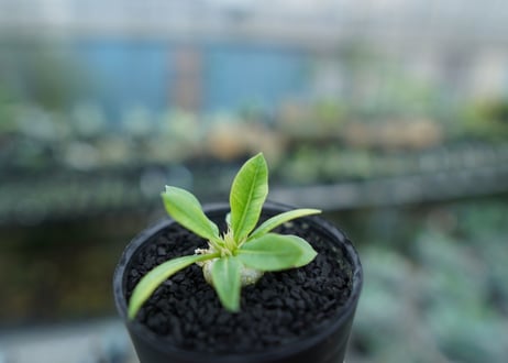 パキポディウム　恵比寿笑い　Pachypodium brevicaule　No.1