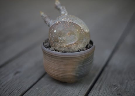 パキポディウム  グラキリス Pachypodium Gracilius
