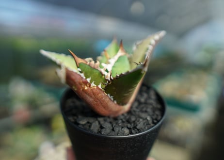 アガベ　チタノタ　レッドキャットウィーズル　Agave titanota Red catweezle　No.8