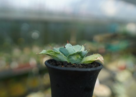 アガベ 白銀兜蟹 Agave isthmensis 'Shirogane'