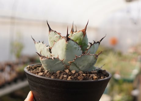 Agave titanota 'black and blue'【スタッフ一押し】　No.4