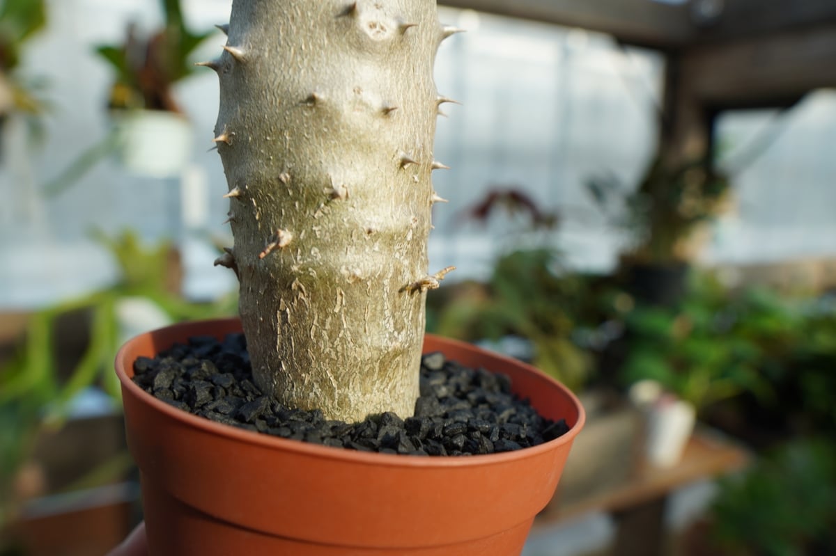 パキポディウム　デンシフローラム　白肌　現地球　発根済み パキポディウム デンシフローラム現地球（種取り可能な充実株） 【公式