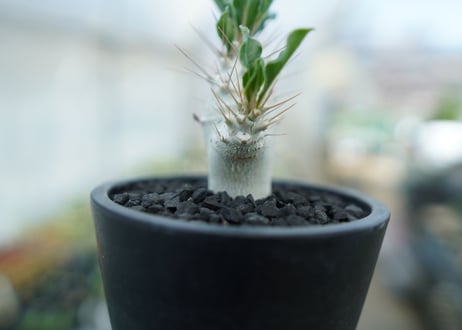 パキポディウム　サンデルシー　Pachypodeium saundersii  No.3