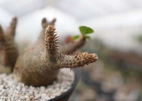 パキポディウム　マカイエンセ　Pachypodium Makayense　NO.2