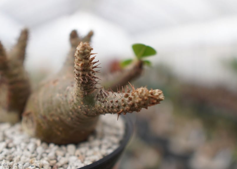 パキポディウム マカイエンセ Pachypodium Makayense NO.2 | man