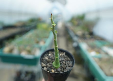アデニア　グラウカ　Adenia Glauca　No.1