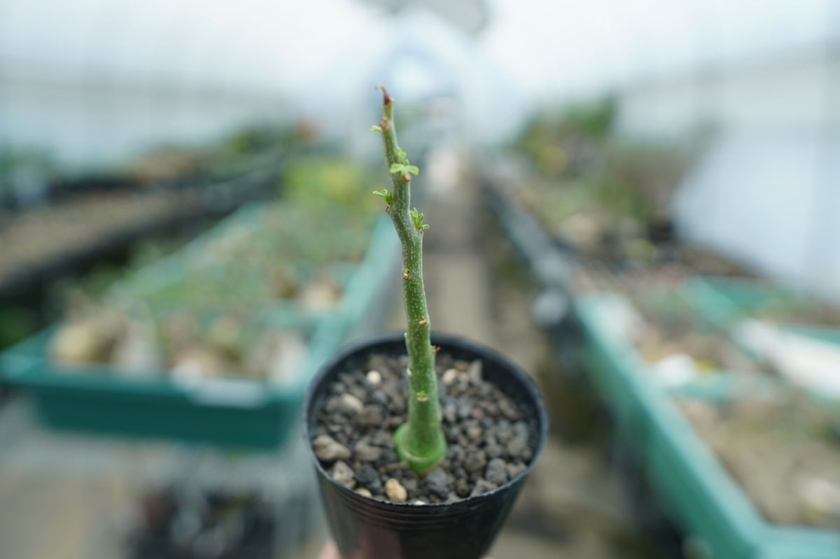 アデニア グラウカ Adenia Glauca No.1 | mana's farm:塊根植物