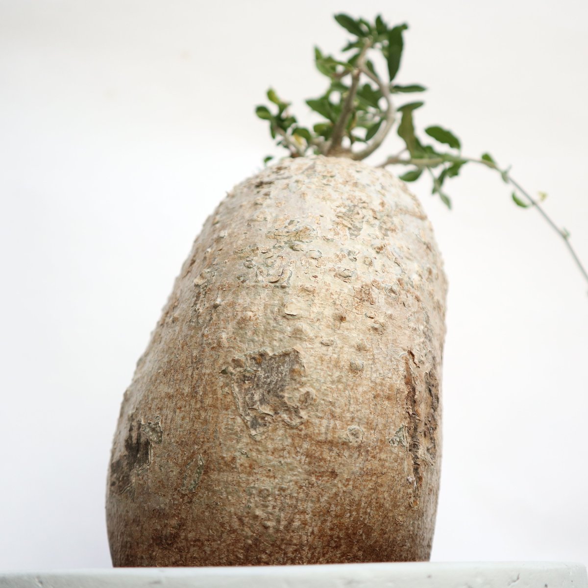 フォッケア　エデュリス　大株 フォッケア エデュリス 大株