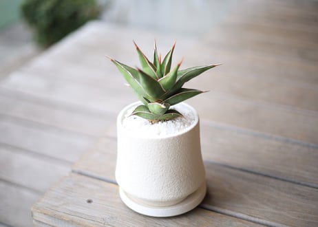 サンスベリア ピンクイキュラ 　Sansevieria pinguicula