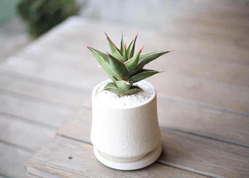 サンスベリア ピンクイキュラ Sansevieria pinguicula | mana