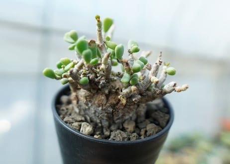 ケラリア　ピグマエア　Ceraria pygmaea 　No.4